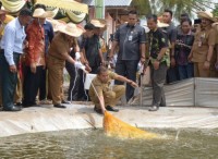 Bupati Bengkalis Panen Perdana Udang Vanname Di UPP Desa Penebal