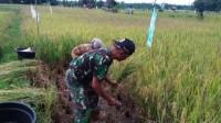 Babinsa Pendamping Upsus  Bantu Petani Melaksanakan Panen Padi  Di Desa Pelukahan