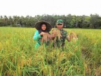 Pendampingan Petani Oleh Babinsa Koramil 06/Cerenti Berhasil  Panen Padi Memuaskan