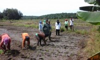 Babinsa Koramil 04/Pangkalan Kuras Turun Kesawah Bantu Petani Menanam Padi