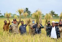 Bupati Sergai Tinjau Panen Perdana Sei Nagalawan