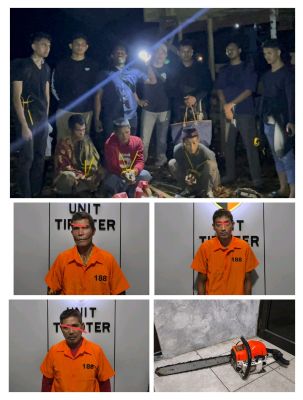 3 Pelaku diamankan Team Tipidter Reskrim Polres Bengkalis terkait illegal logging