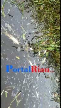 Bunuh ikan di Sungai, Limbah PT. RAPP