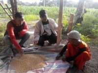 Bibit Kacang Ditanam Tak Tumbuh,  Masyarakat Menaming Merasa Ditipu Pemerintah