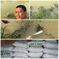  Diduga Kebocoran Minyak Mentah PT Chevron Pasific Indonesia, Kolam Ikan Pak Perdana Barus Tercemar