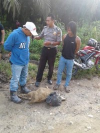 Pencuri Kambing di Muara Dilam-Rohul Ditangkap Warga