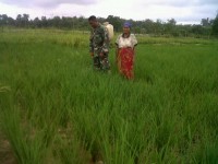 Babinsa Koramil 06/Cerenti Bantu Petani Atasi Hama Padi