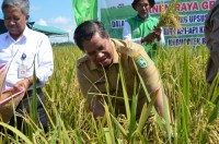 Panen Raya di Parit I Api-api,  Pj Bupati Minta Petani Tidak Alihfungsikan Lahan