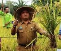 Kebutuhan Beras Rohul Sekitar 50 Ribu Ton Pertahun