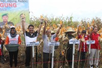 Wakil Bupati Inhu Panen Jagung Bersama di Areal Perkebunan Seluas 25 Hektare