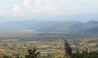 Pohon Kebutuhan Penting Bagi Manusia
