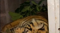 Penanganan Konflik Harimau Sumatera Di PT Riau Indo Palma Desa Tanjung Simpang Kab Inhil