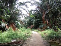 Dalam Sebulan, Desa Harapan Makmur Kecamatan GAS Produksi Ratusan Ton Sagu Basah