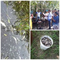 Masyarakat Desa Sering Demo Ikan Mati,PT.Riau Andalan Pulp & Paper Ingkar Janji