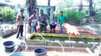 Anggota Koramil Pwk Slensen  Melaksanakan Penyuluhan Cara Pembibitan Ikan Lele   