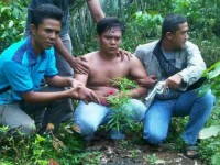 Diduga Menanam Ganja, Jajaran Polsek Tambusai Amankan Warga Tandihat