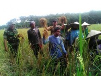 Babinsa Koramil 07/ Kampar Terus Dengan Giat Melaksanakan  Pendampingan Pertanian Di Desa Binaannya