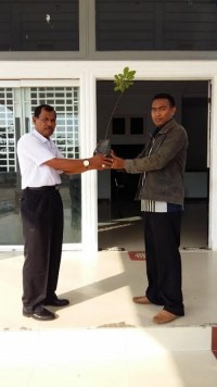 Disbun Rohil Bagikan Bibit Pohon Untuk Sekolah