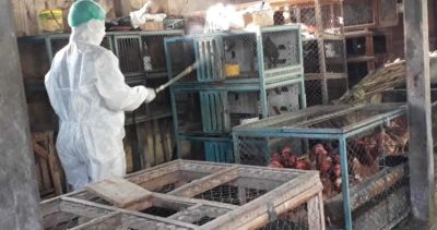 Atasi Penyebaran Flu Burung, Disbunakkeswan Kampar Imbau Untuk Melakukan Penyemprotan