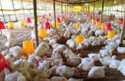 Berikut Imbauan Disbunnak Keswan Kampar Kepada Peternak Unggas Seperti Ayam