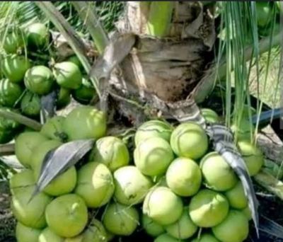 Disbunnak Keswan Kampar Akan Salurkan Bantuan Bibit Kelapa Genja