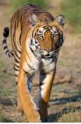 Harimau Kembali datang Melintas di Pemukiman, Masyarakat Melibur Agar waspada