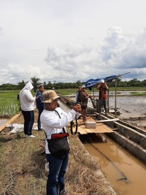 Kaban Bappeda Labuhanbatu Tinjau Persiapan Penangkaran Benih Padi Varietas Ngaos Mawar