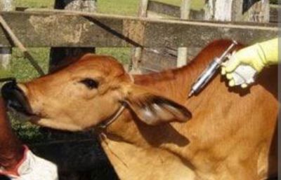 Vaksinasi Terhadap Hewan Dilakukan Rutin Oleh Disbunnak Keswan Kampar